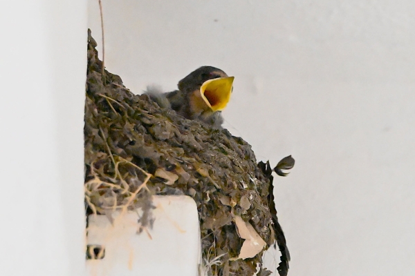 Swallow nesting for the first time in 55 years.